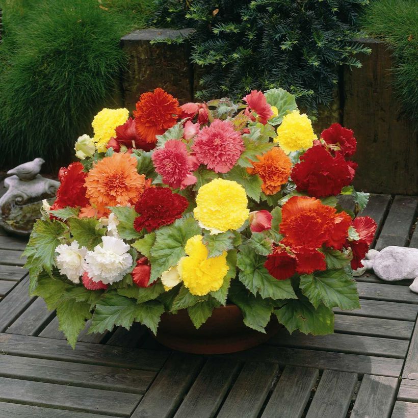 Begonia fimbriata 6 colour mix - Fringed tuberous begonia in scarlet, pink, orange, yellow, white, salmon (Plant habit)