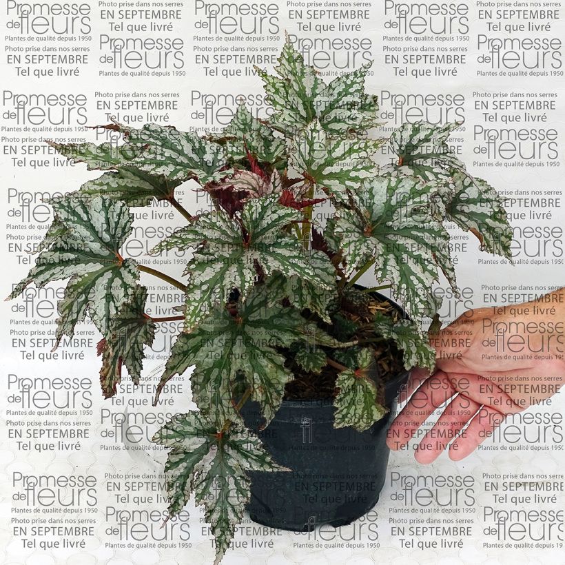 Example of Begonia Garden Angel Silver 2L/3L pot specimen as delivered