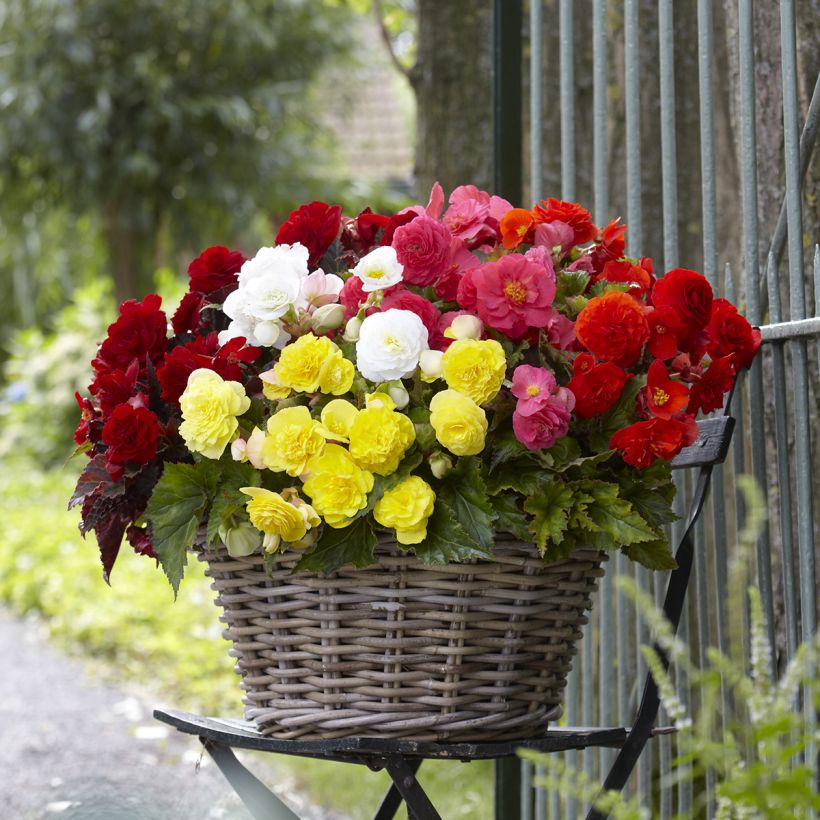 Begonia Multiflora Maxima mix of 6 colours - tuberous begonia in Switzerland (red), copper, white, pink, yellow, orange  (Plant habit)