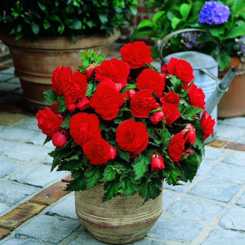 Begonia × tuberhybrida Nonstop® Scarlet - Hybrid tuberous begonia (Plant habit)