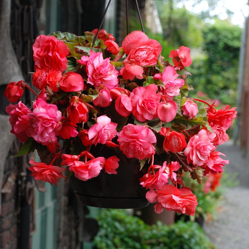 Trailing begonia Pink Delight - Begonia odorata (Flowering)