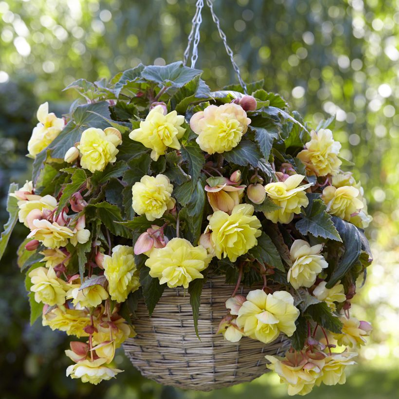 Begonia odorata Sunny Dream - Trailing scented tuberous begonia (Flowering)
