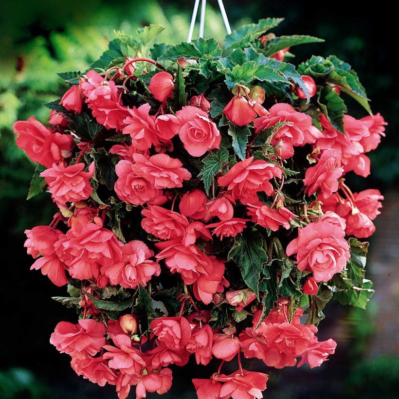 Trailing begonia Pink Cascade - Begonia Pendula  (Flowering)