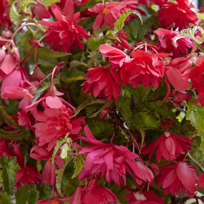 Trailing begonia Pink - Begonia pendula (Flowering)