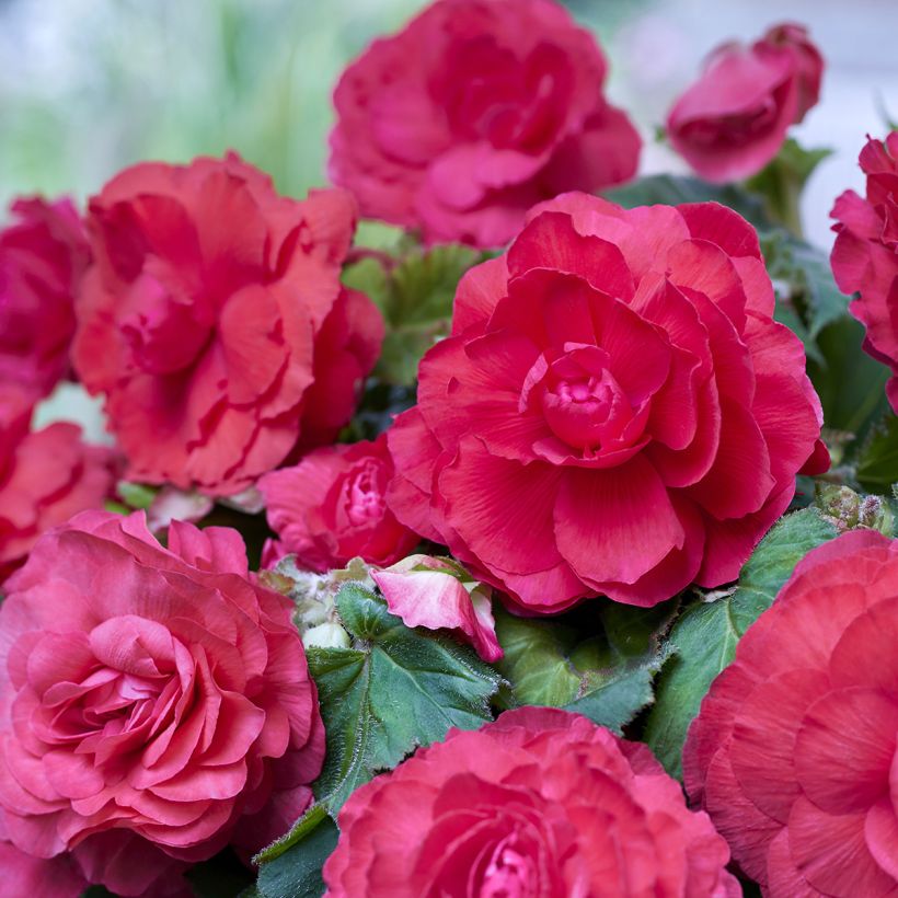 Begonia Superba Pink - Large-flowered tuberous begonia (Flowering)