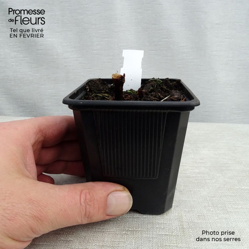 Begonia grandis subsp. evansiana 8/9 cm pot sample as delivered in winter