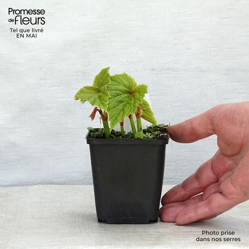 Begonia grandis subsp. evansiana 8/9 cm pot sample as delivered in spring