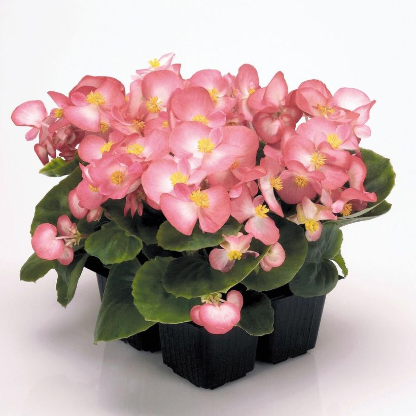 Begonia semperflorens Mascot Bicolour Improved (Plant habit)