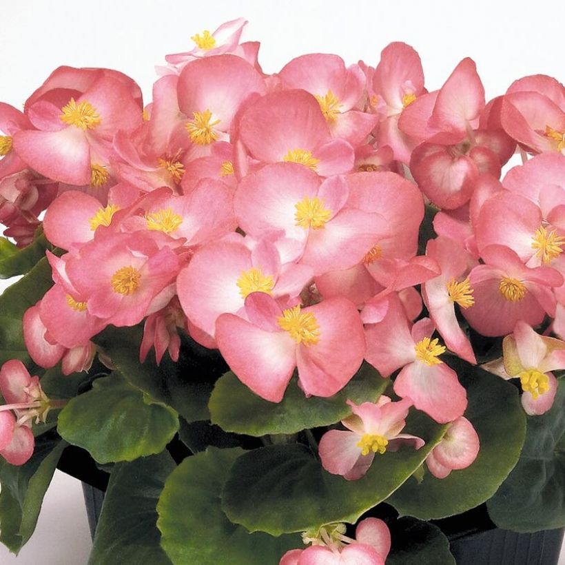 Begonia semperflorens Mascot Bicolour Improved (Flowering)