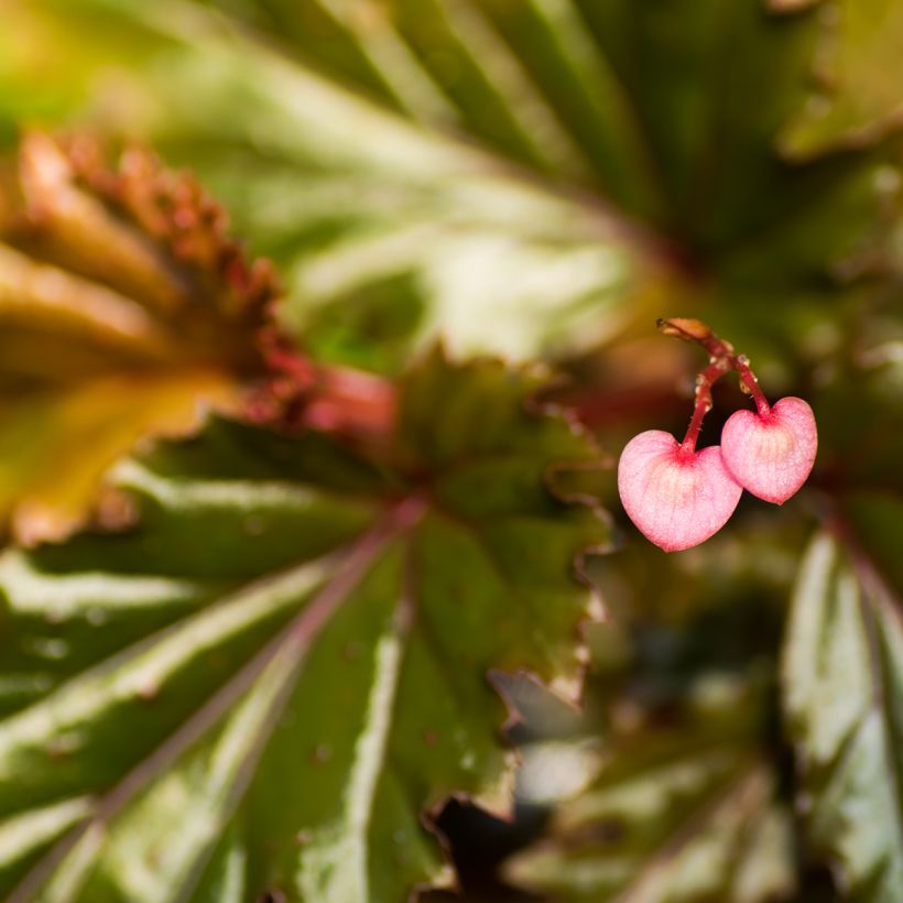 Begonia serratipetala (Flowering)