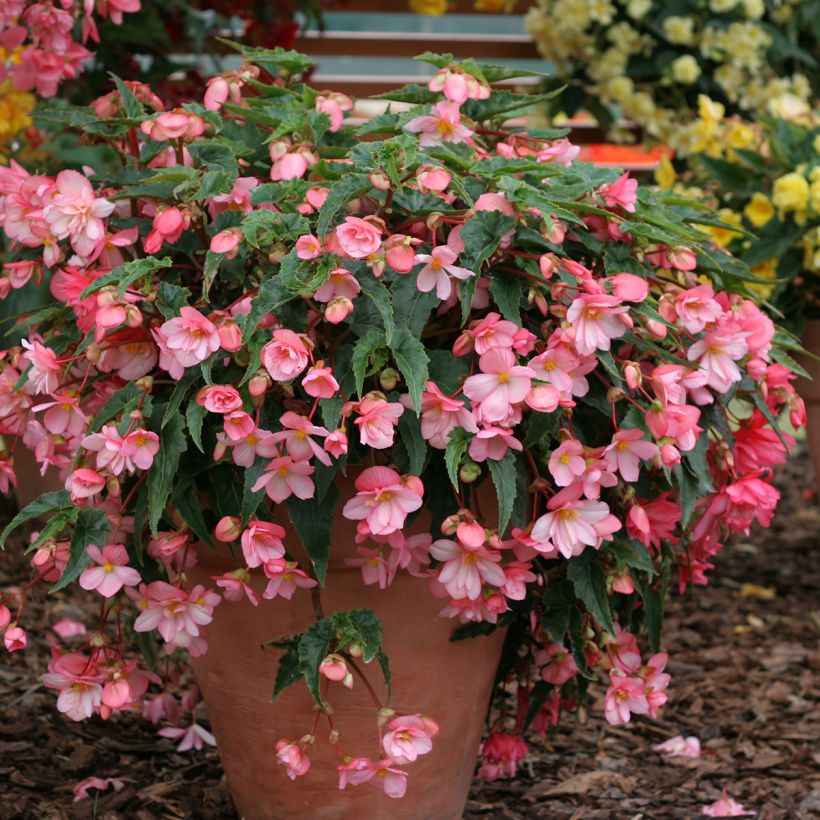Begonia Chanson Pink and White Bicolor seeds (Plant habit)