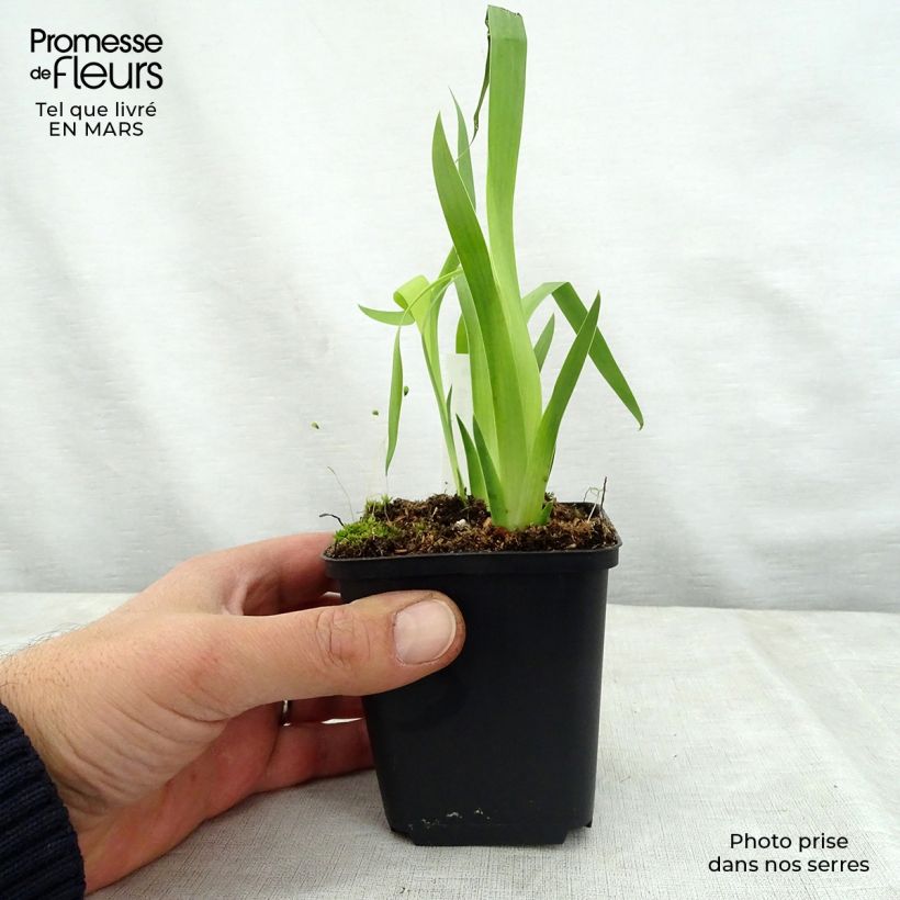 Belamcanda chinensis Hello Yellow 8/9 cm pot sample as delivered in spring