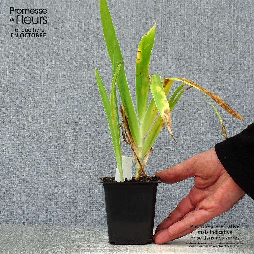 Belamcanda chinensis Hello Yellow 8/9 cm pot sample as delivered in autumn