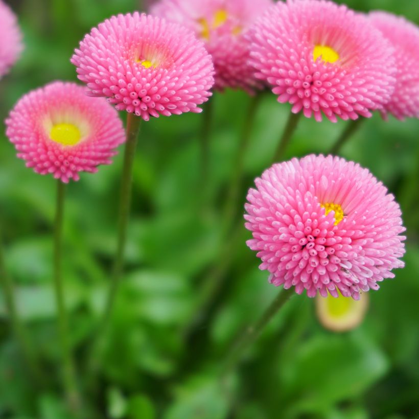 Bellis perennis Bellastar Compact Rose - Daisy (Flowering)