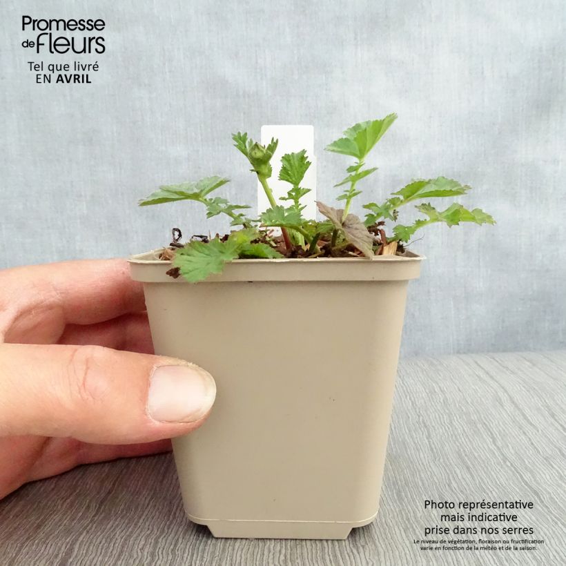 Geum chiloense Dolly North 8/9 cm pot sample as delivered in spring