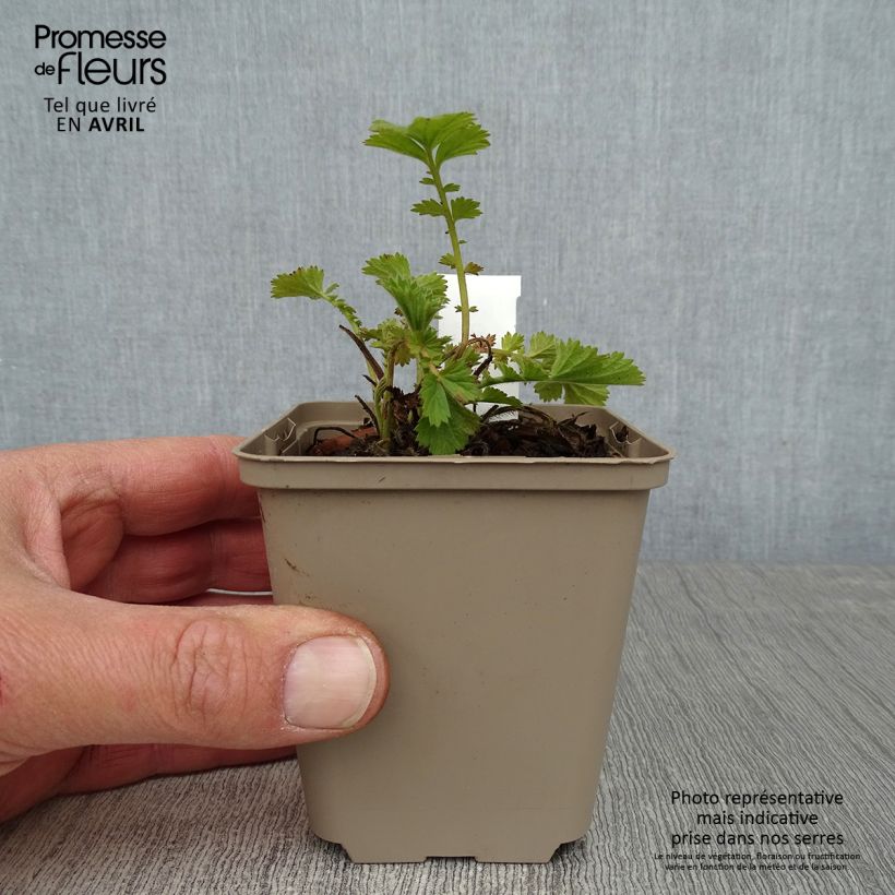 Geum Fire Storm 8/9 cm pot sample as delivered in spring