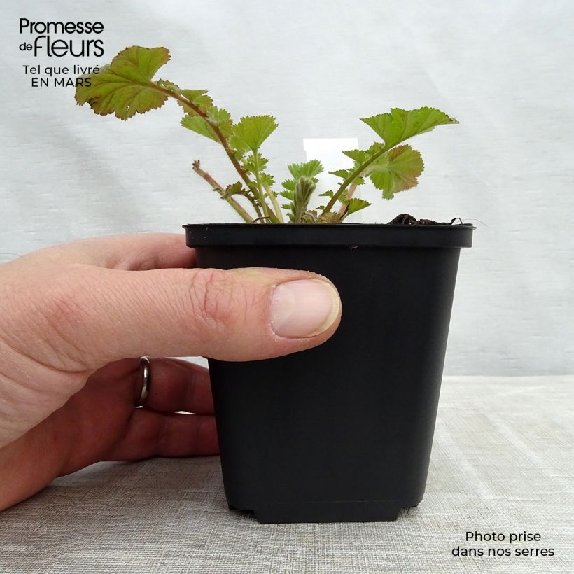 Geum Fire Storm 8/9 cm pot sample as delivered in winter