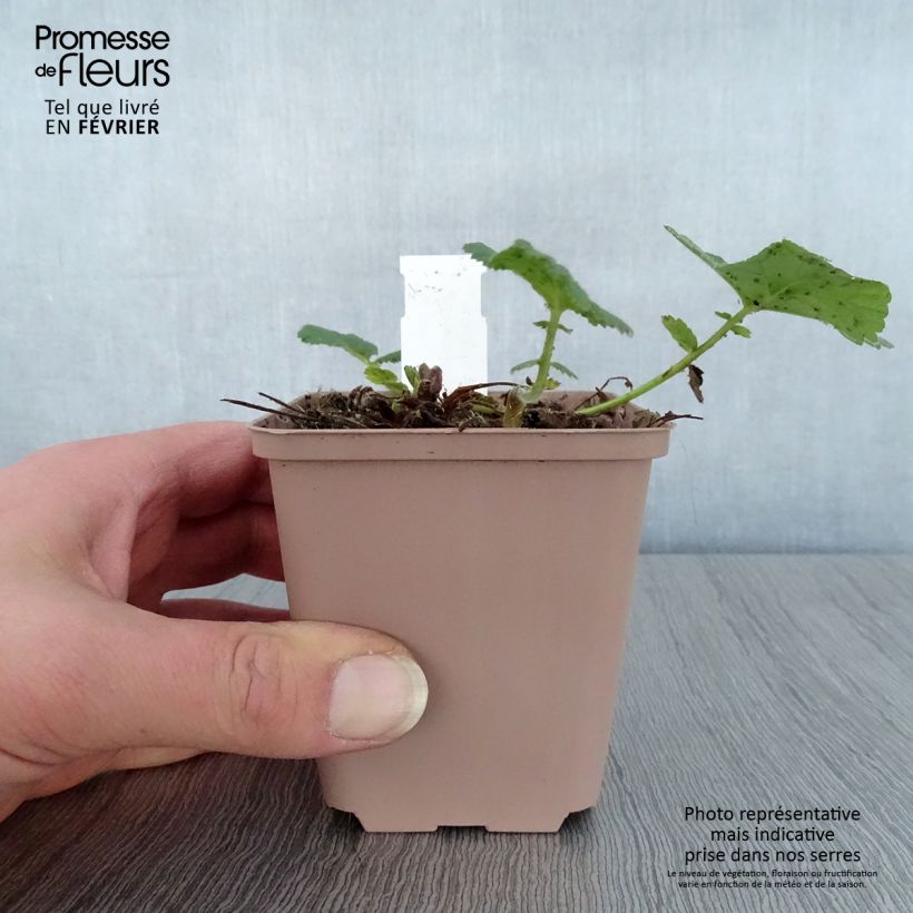 Geum rivale Album 8/9 cm pot sample as delivered in winter