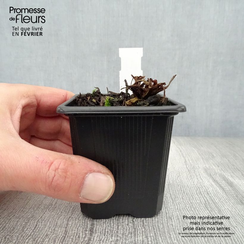 Geum rivale Coppertone 8/9 cm pot sample as delivered in winter