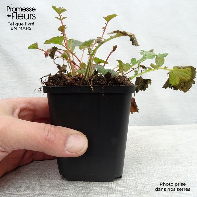Geum rivale - Water Avens 8/9 cm pot sample as delivered in spring