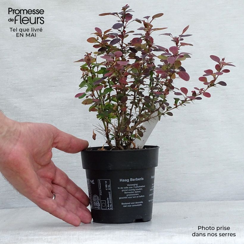 Berberis thunbergii Atropurpurea - Barberry 8/9 cm pot sample as delivered in spring