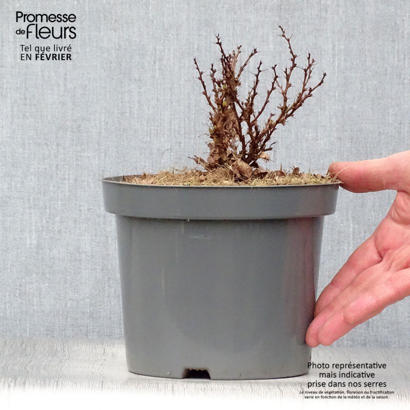 Berberis thunbergii Bagatelle - Barberry 2L/3L pot sample as delivered in winter