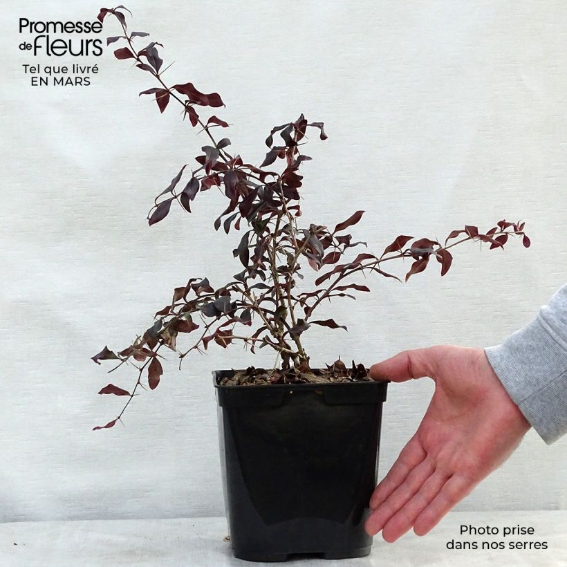 Berberis  thunbergii Thunderbolt 2L/3L pot sample as delivered in spring