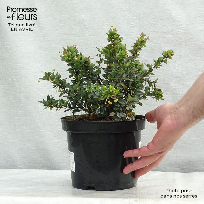 Berberis buxifolia Nana - Barberry 3L/4L pot sample as delivered in spring