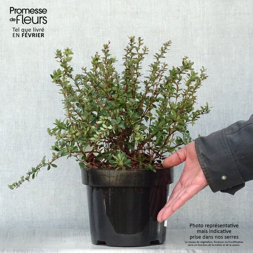 Berberis buxifolia Nana - Barberry 3L/4L pot sample as delivered in winter
