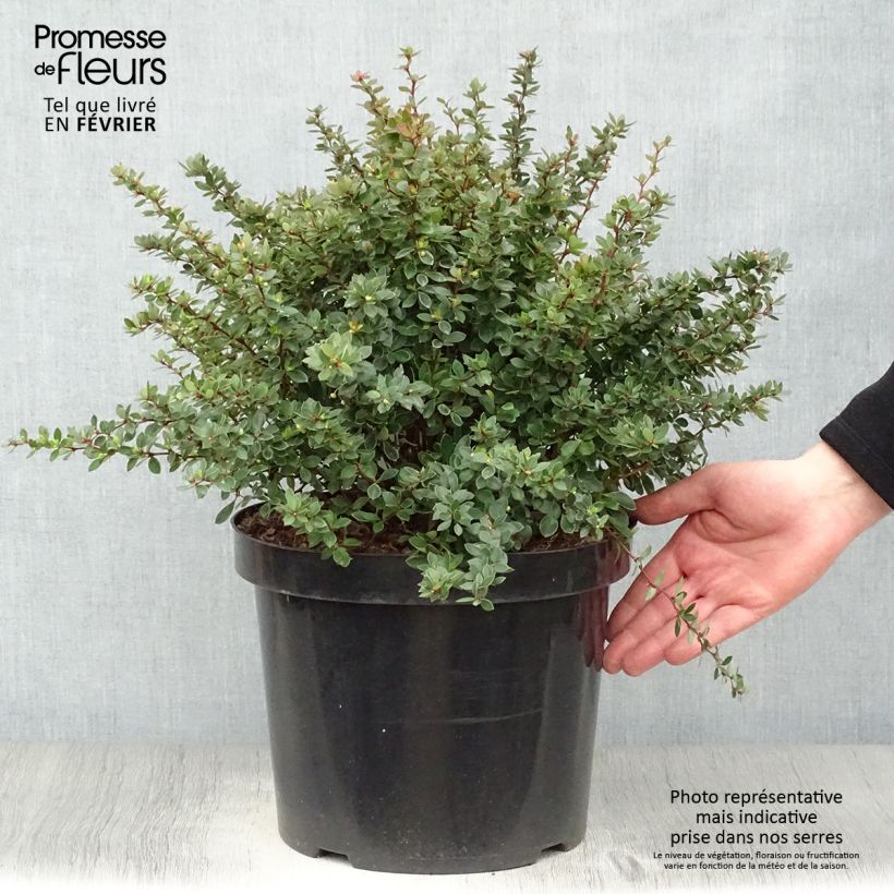 Berberis buxifolia Nana - Barberry 7.5L/10L pot sample as delivered in winter