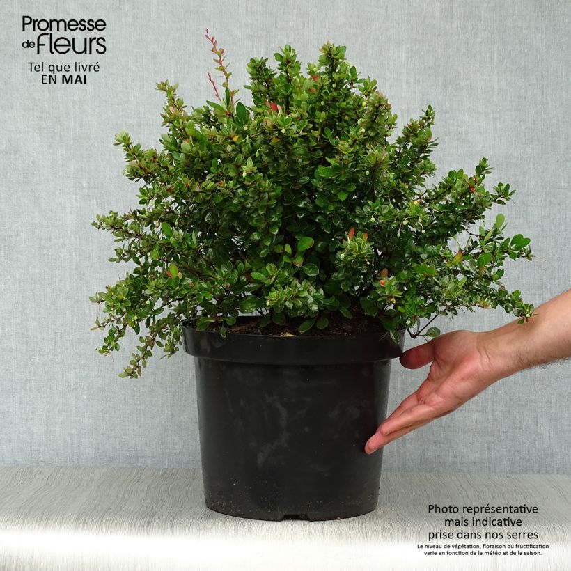Berberis buxifolia Nana - Barberry 7.5L/10L pot sample as delivered in spring