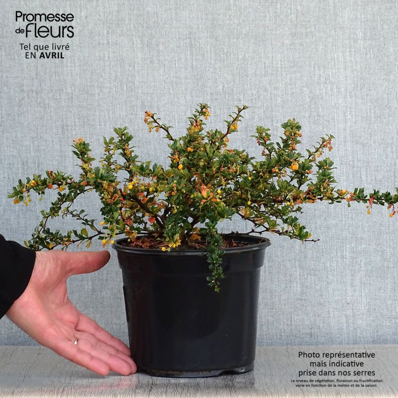 Berberis darwinii Compacta - Barberry 3L/4L pot sample as delivered in spring