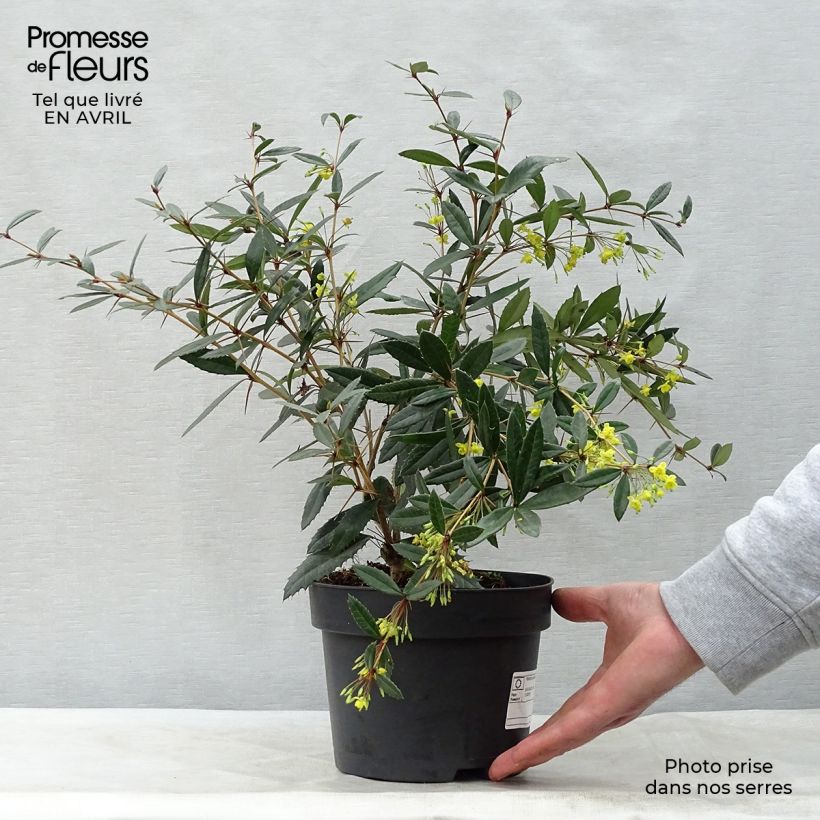 Berberis julianae - Saint Julians Barberry 2L/3L pot sample as delivered in spring