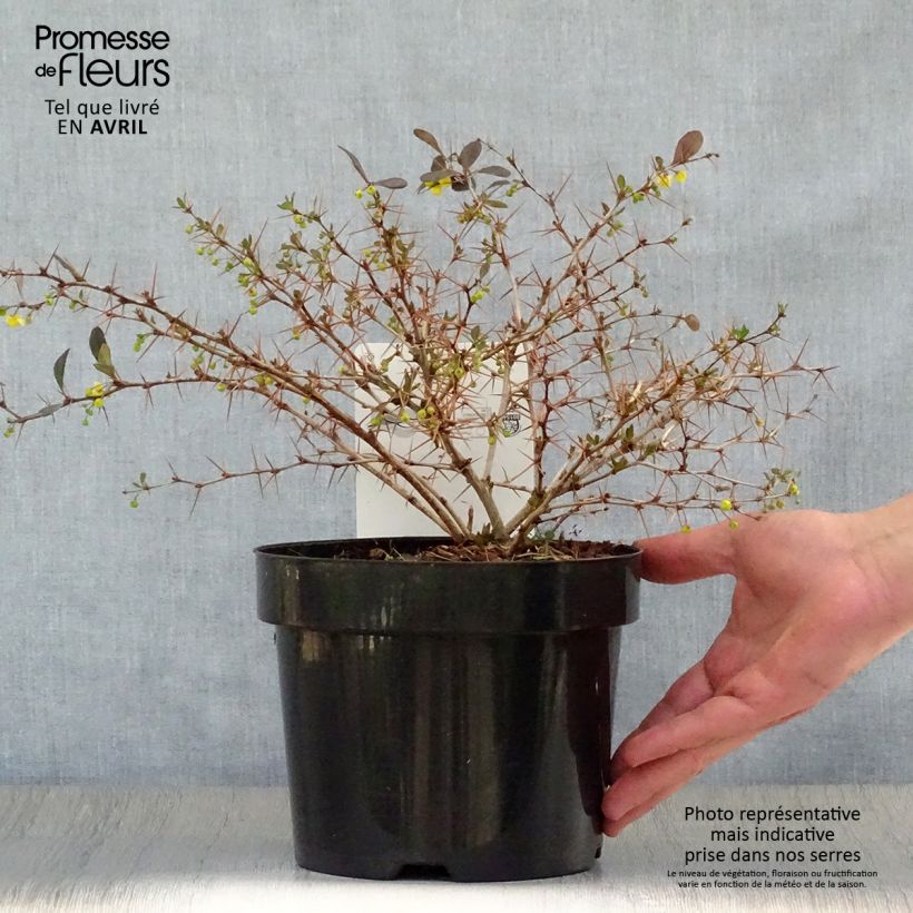 Berberis x media Red Jewel - Barberry 3L/4L pot sample as delivered in spring