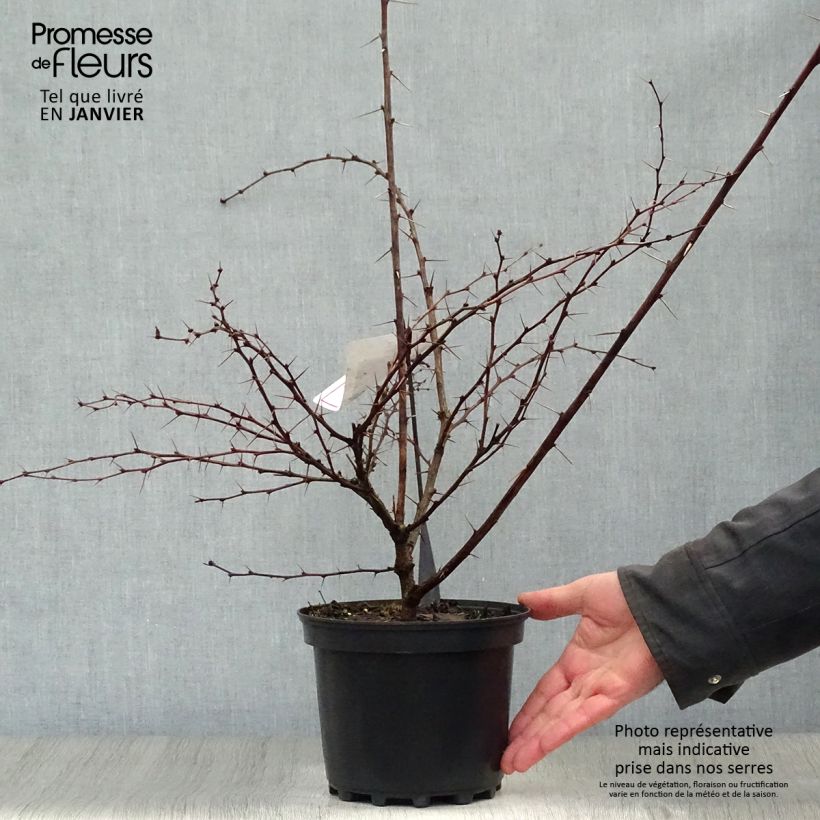 Berberis ottawensis Auricoma - Barberry 3L/4L pot sample as delivered in winter