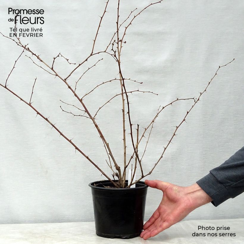 Berberis ottawensis Superba - Barberry 3L/4L pot sample as delivered in winter