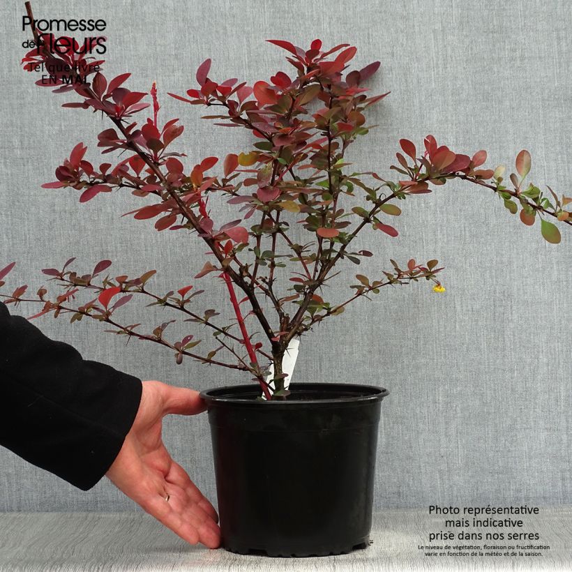Berberis ottawensis Superba - Barberry 3L/4L pot sample as delivered in spring