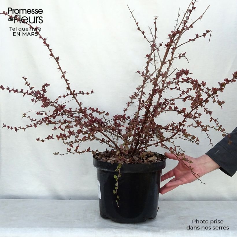 Berberis ottawensis Superba - Barberry 7.5L/10L pot sample as delivered in spring