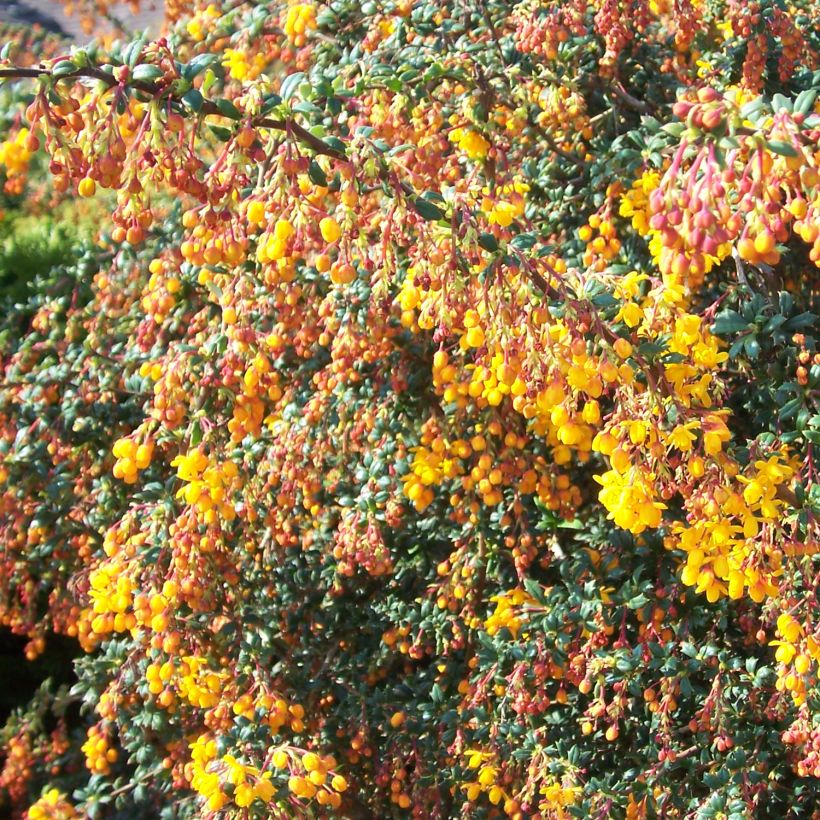 Berberis stenophylla Corallina Compacta - Barberry (Plant habit)