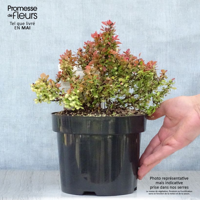 Berberis thunbergii Admiration - Barberry 2L/3L pot sample as delivered in spring