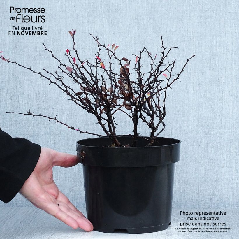 Berberis thunbergii Atropurpurea Nana - Barberry 2L/3L pot sample as delivered in autumn