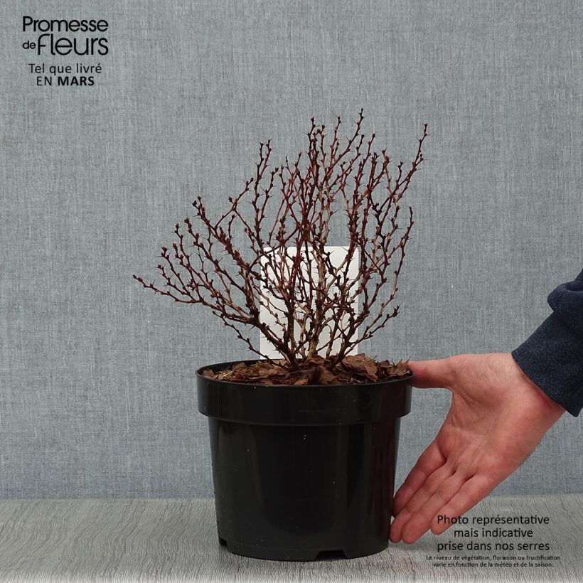 Berberis thunbergii Concorde - Barberry 2L/3L pot sample as delivered in winter