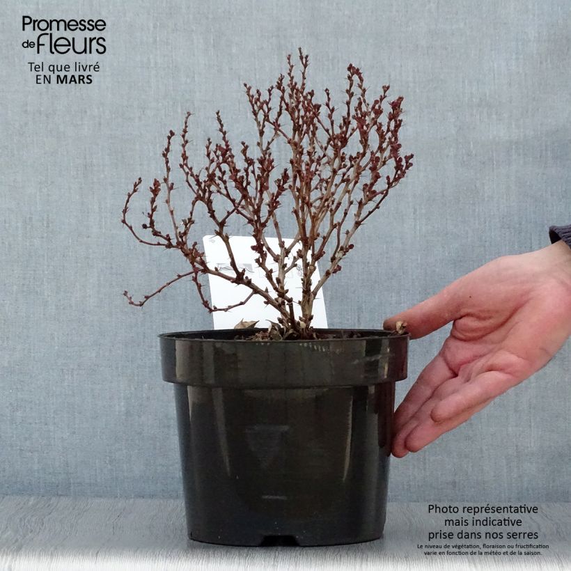 Berberis thunbergii Concorde - Barberry 2L/3L pot sample as delivered in spring