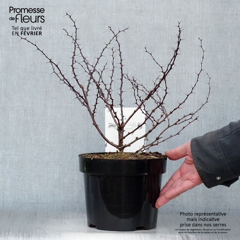 Berberis thunbergii Darts Red Lady - Barberry 2L/3L pot sample as delivered in winter