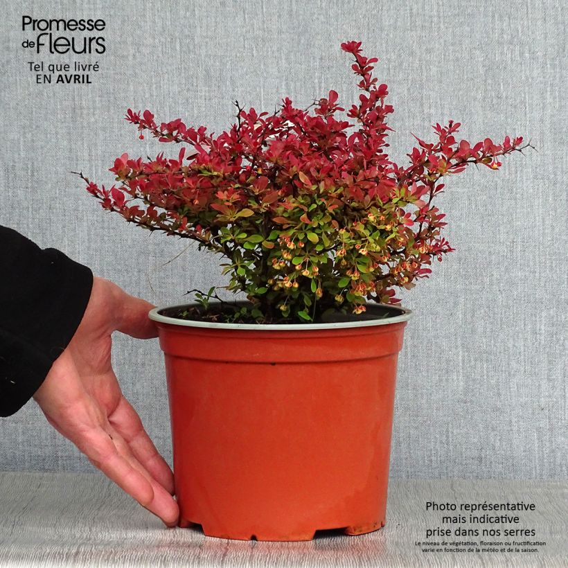 Berberis thunbergii Fireball - Barberry 2L/3L pot sample as delivered in spring