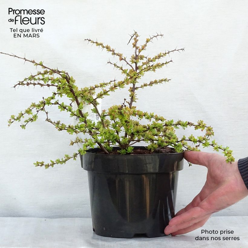 Berberis thunbergii Golden Carpet - Barberry 3L/4L pot sample as delivered in spring