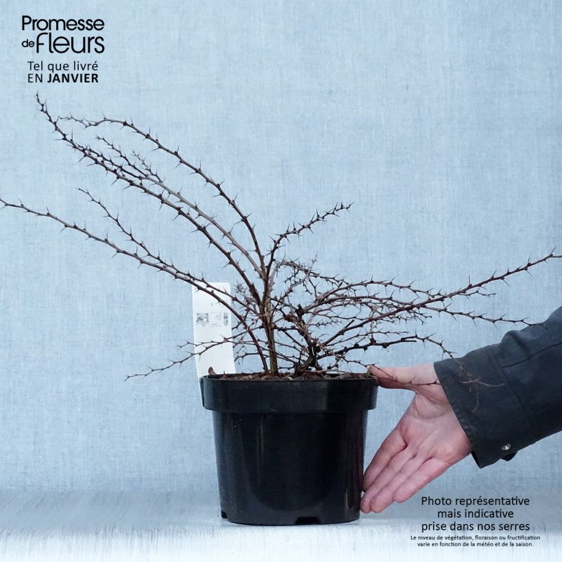 Berberis thunbergii Green Carpet - Barberry 3L/4L pot sample as delivered in winter