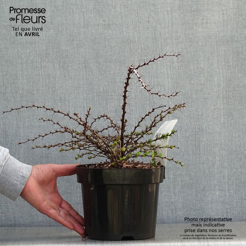 Berberis thunbergii Green Carpet - Barberry 3L/4L pot sample as delivered in spring