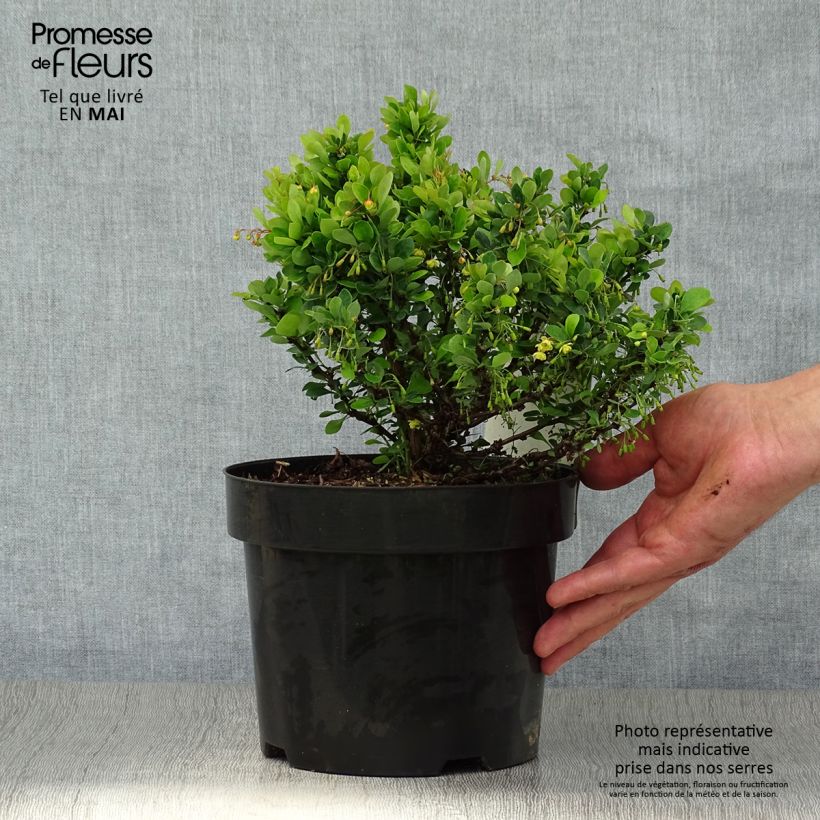 Berberis thunbergii Kobold - Barberry 2L/3L pot sample as delivered in spring