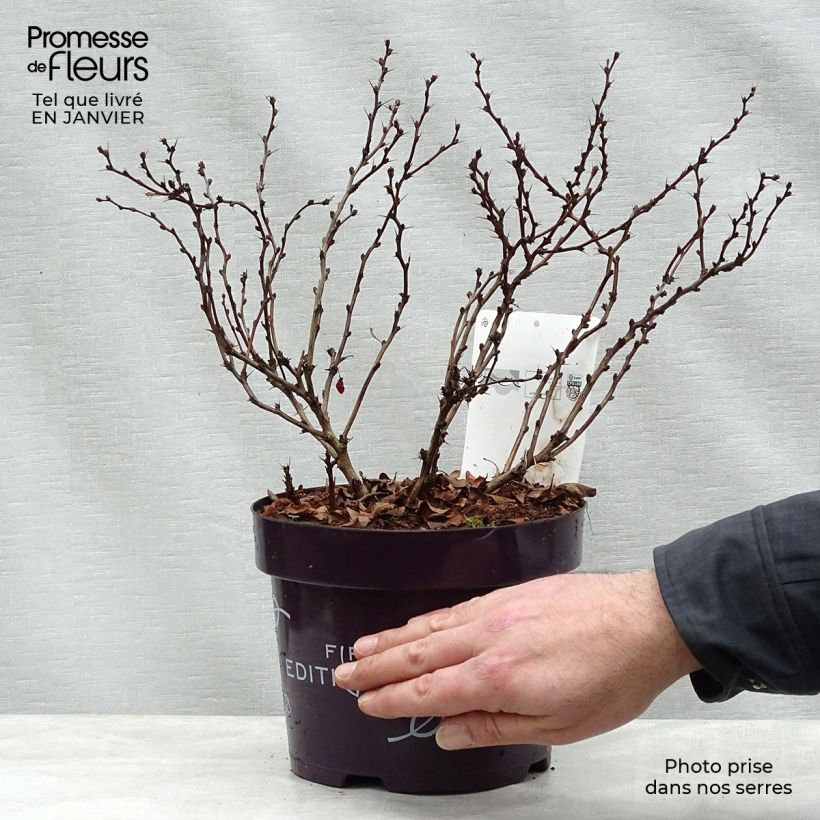 Berberis thunbergii Limoncello - Barberry 3L/4L pot sample as delivered in winter